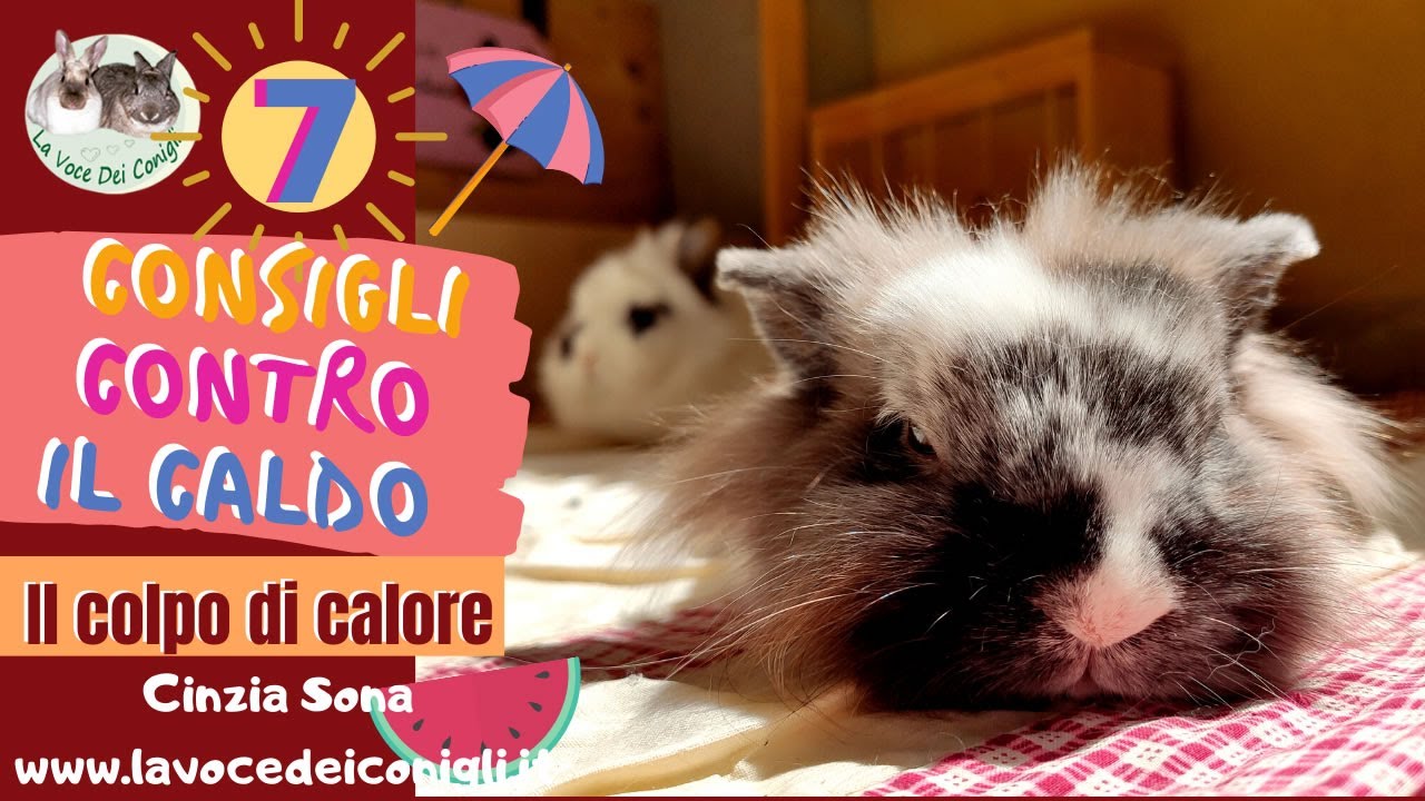 CALDO e CONIGLI (come evitare il colpo di calore) #coniglio #lavocedeiconigli