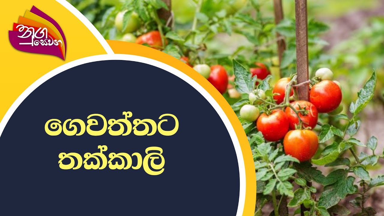 Nugasewana | gewathu wagawa | gewaththata thakkali | 2022-08-22 | Rupavahini