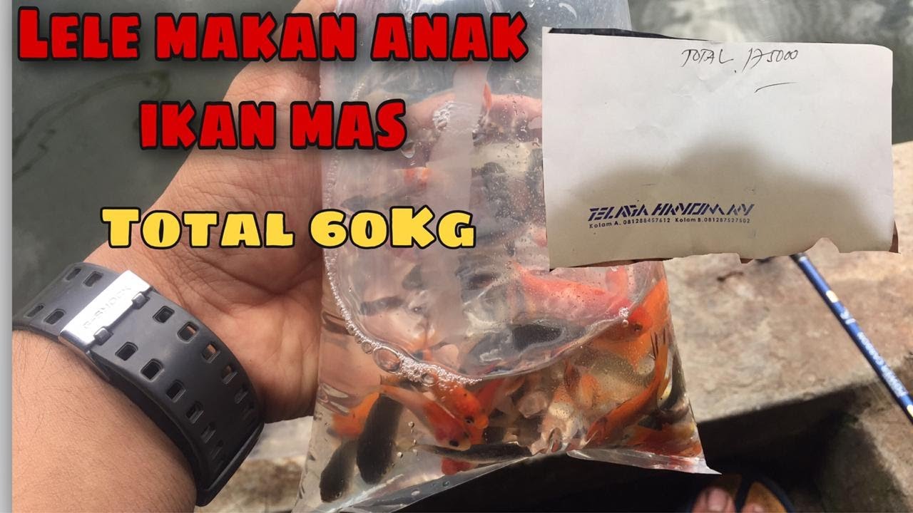 LELE MAKAN ANAK IKAN MAS ?MASUK TOTAL 60KG || GALATAMA LELE