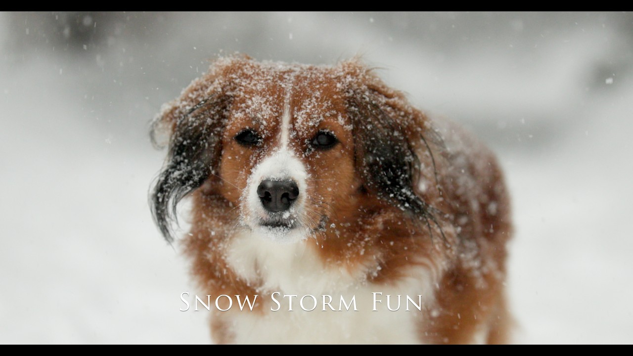 Snow Storm Fun with the Canon C50
