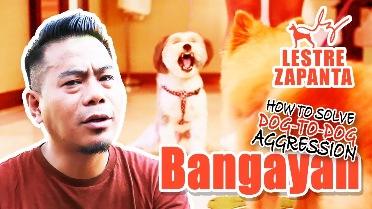 WOOFCAM l BANGAYAN: How to solve dog-to-dog aggression l Lestre Zapanta