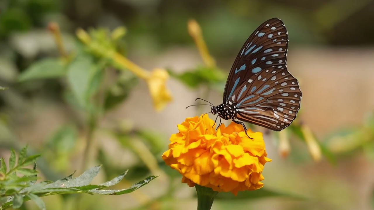 পৃথিবী আমার আসল ঠিকানা নয় ।। মোঃ হাবিবুল্লাহ