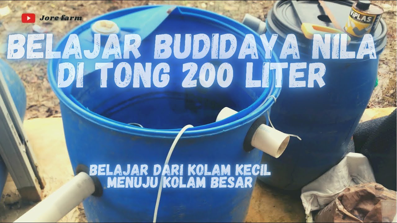 Cara Budidaya Nila di tong 200 Liter | Belajar mulai Kolam yang kecil menuju Kolam besar|