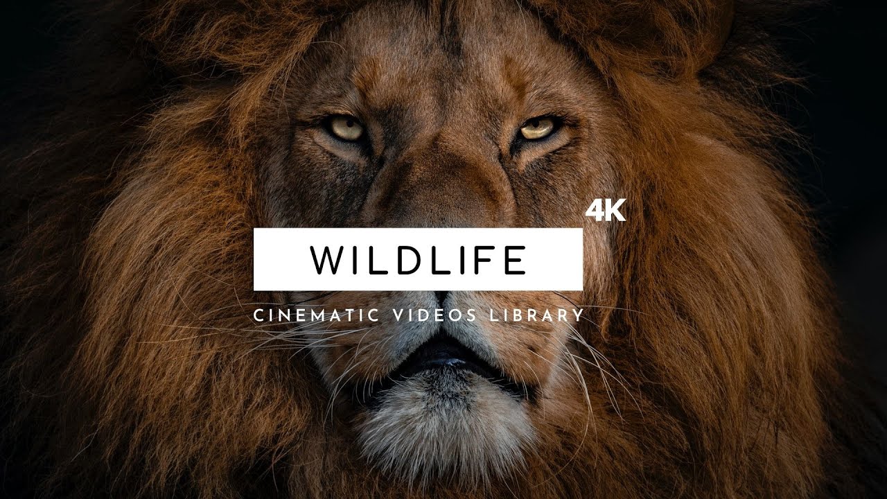 Wildlife - Cinematic Videos 4K | Free Wildlife Footage Stock
