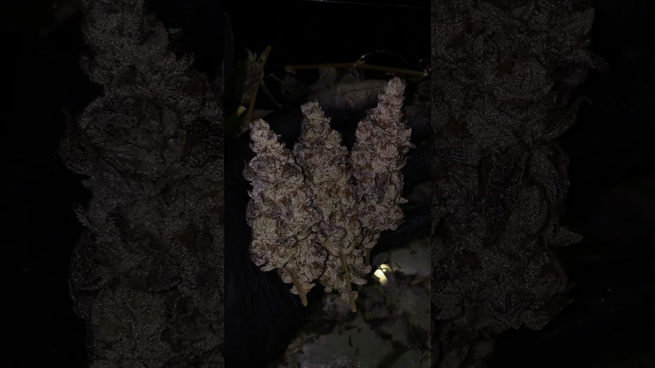 Cap Junky - Capulator's MAC x Seed Junky Genetics