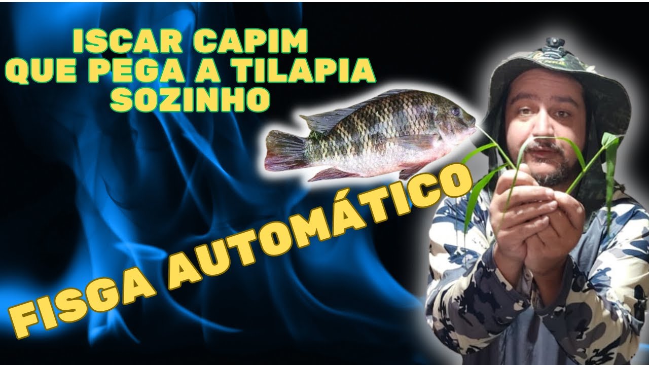 como iscar capim para tilapia hendalli que fisga sozinho