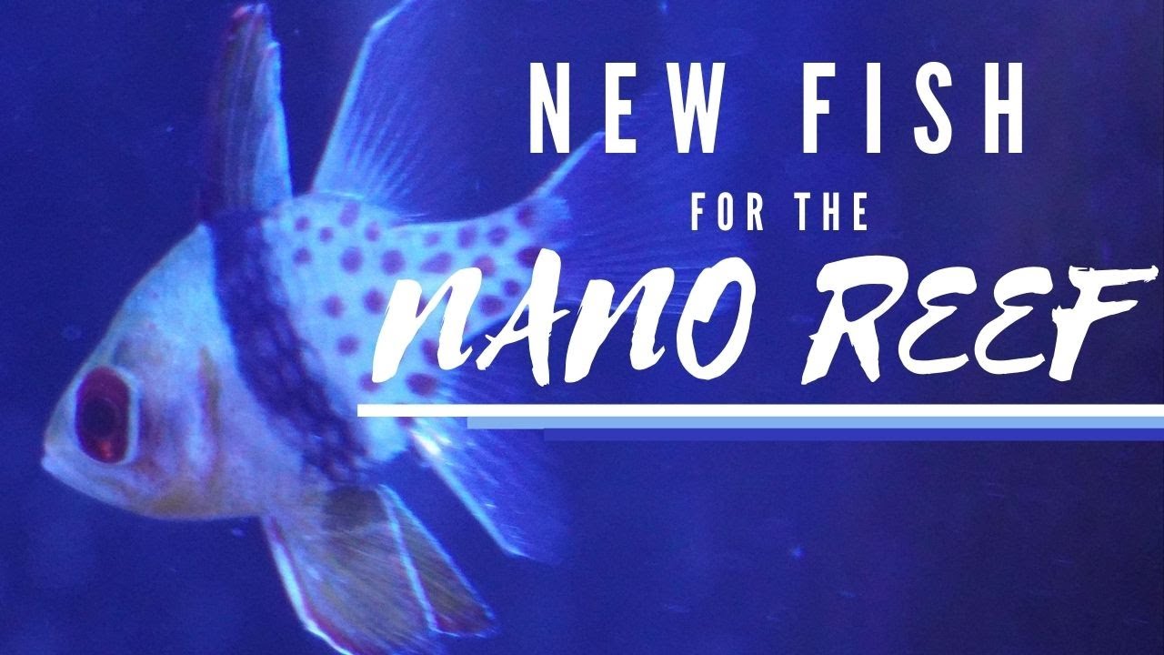 NEW FISH for the NANO REEF Aquarium - Pyjama Cardinals and a Royal Dottyback!