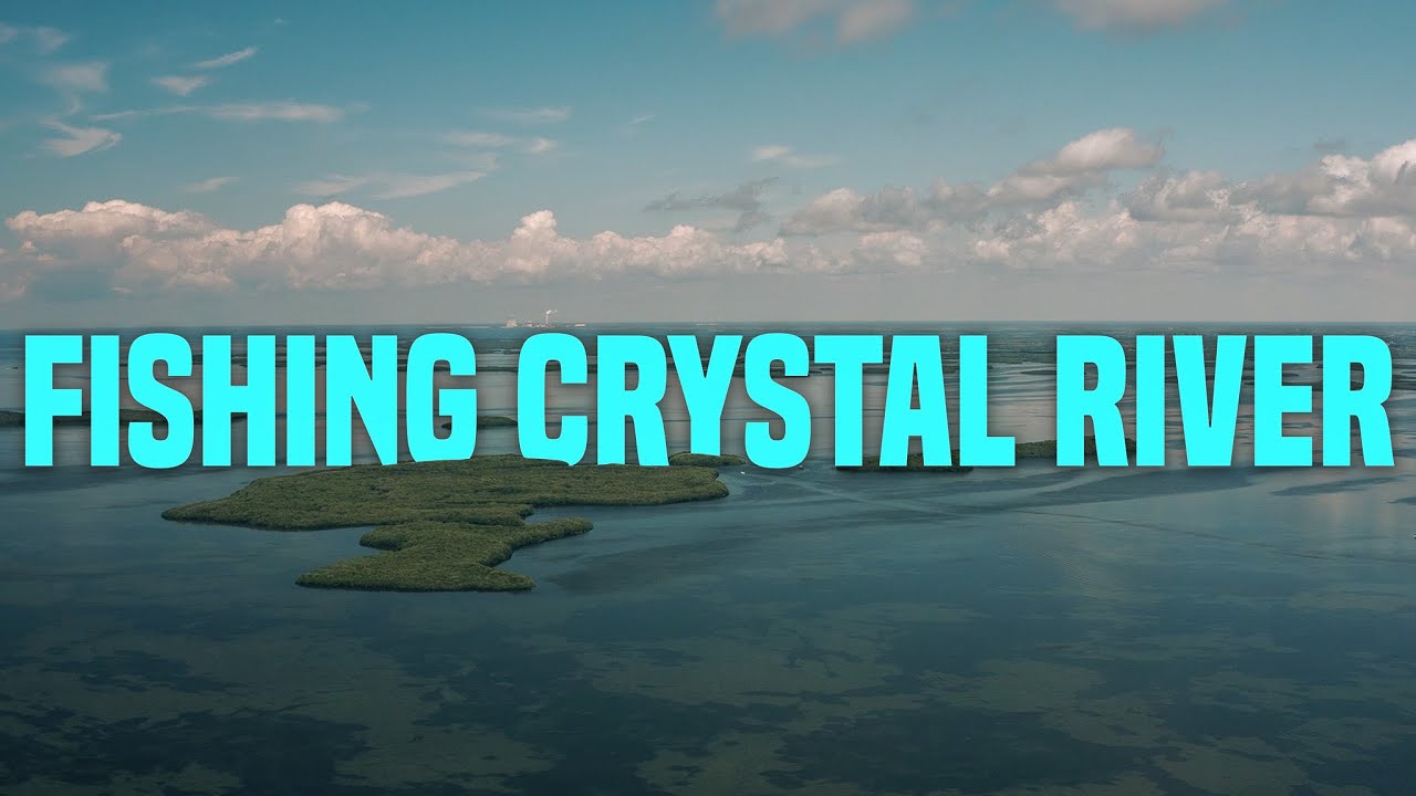 Fall Redfish In Crystal River Florida REEL ANIMALS