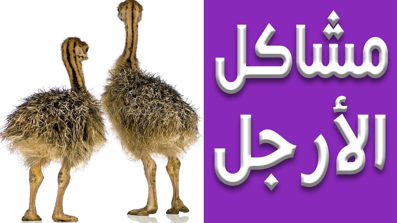 مشاكل ارجل كتكوت النعام (تقوس الاصبع -التواء الساق--انزلاق الوتر) الجزء الأول مشروع تربية النعام