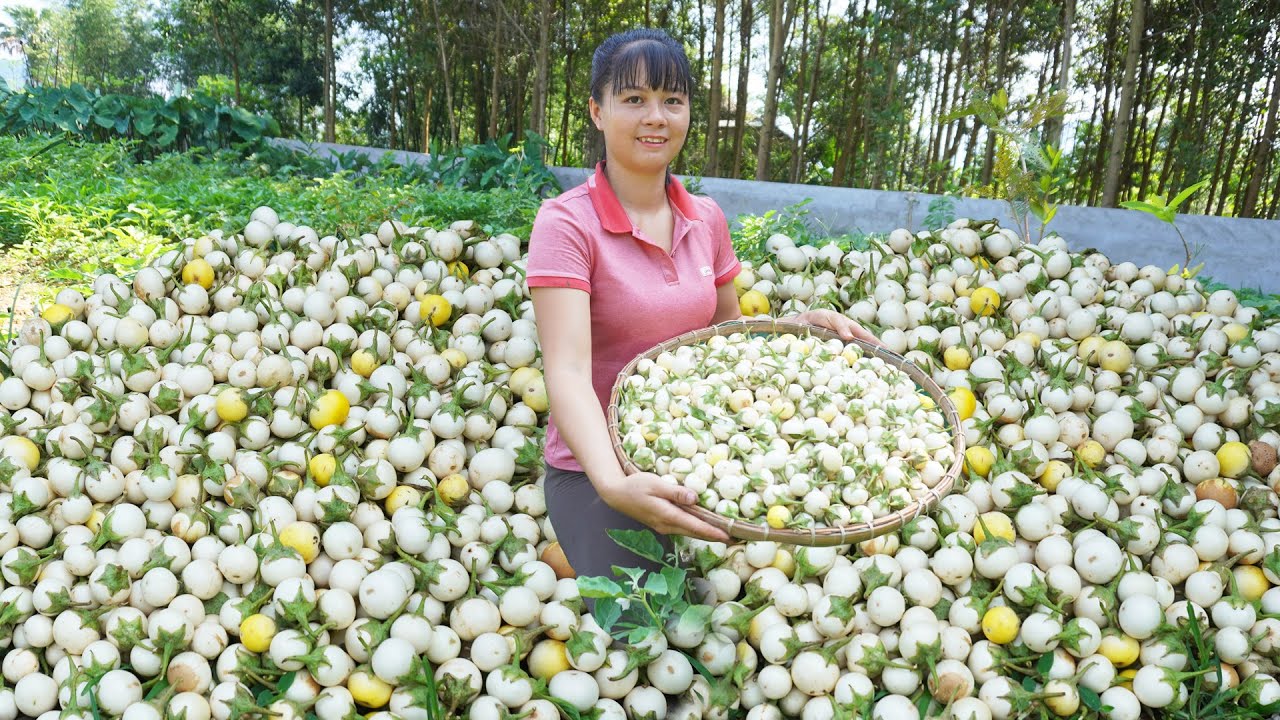 Harvesting Salted Eggplant Goes To Countryside Market Sell || Phương - Free Bushcraft