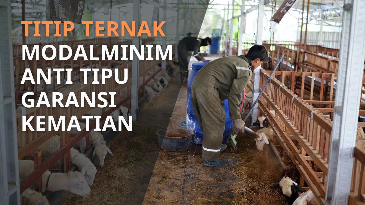 JANGAN ASAL TITIP! Bongkar Rahasia Titip Ternak Aman & Anti Tipu-Tipu di Tuban