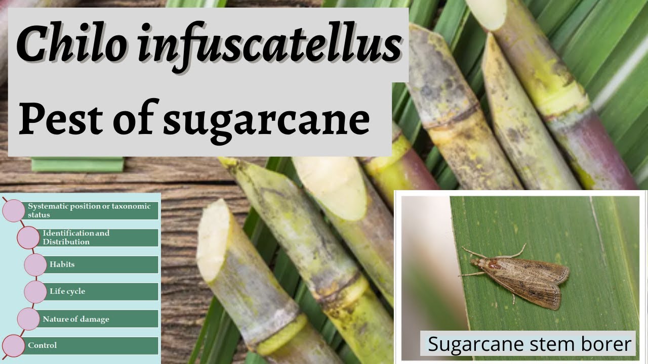 Chilo infuscatellus - Sugarcane stem borer
