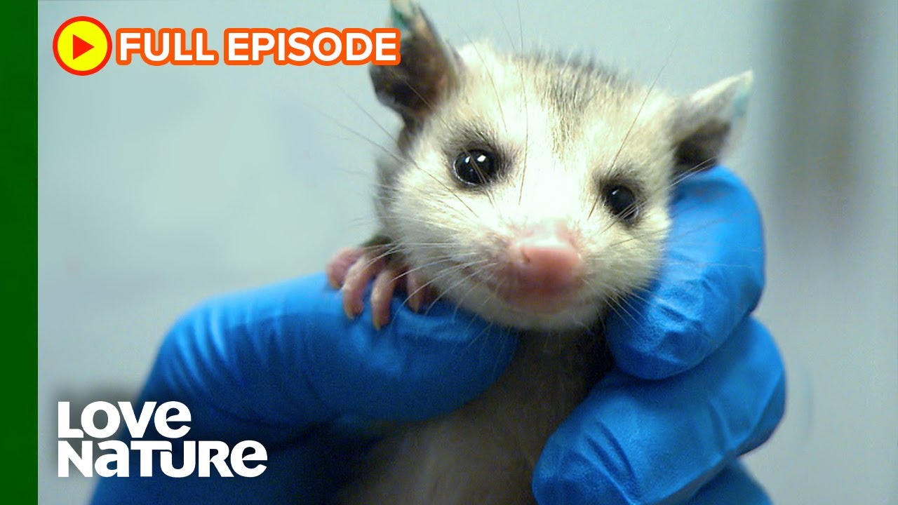 Wild Baby Animal Rescues That Will Melt Your Heart | City Wildlife Rescue Ep101
