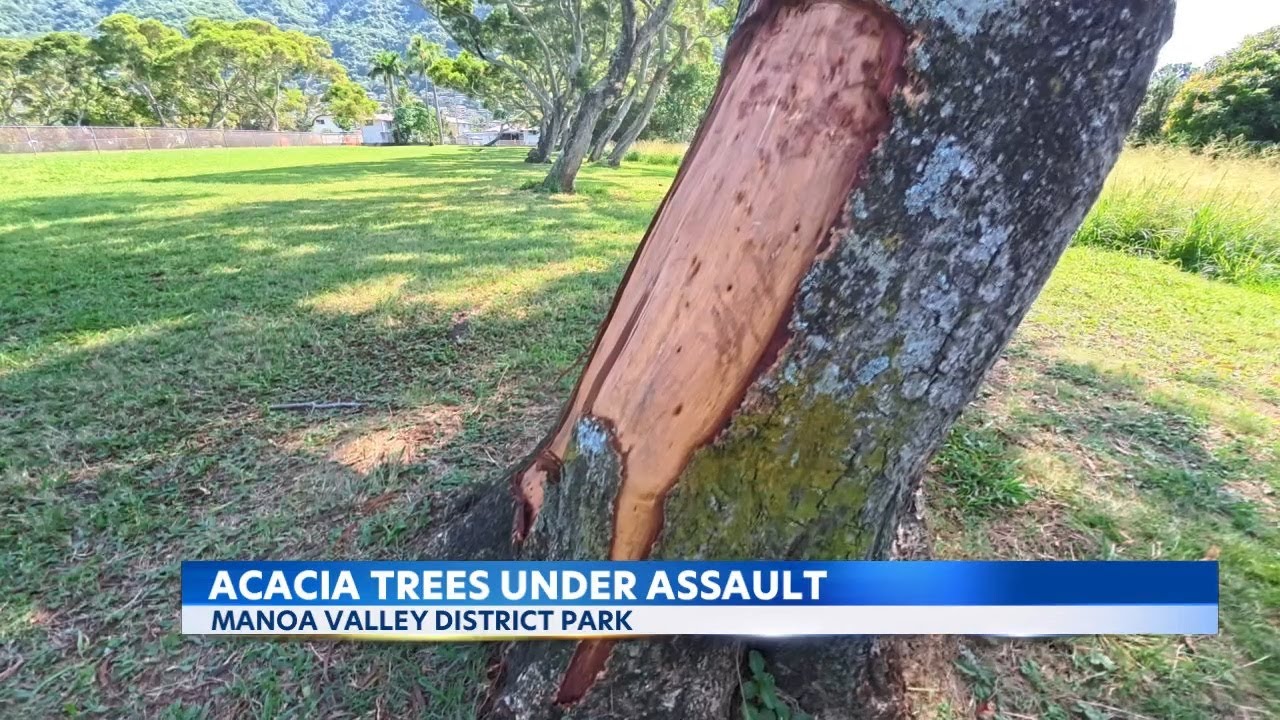Manoa Valley park goers alarmed by bark theft from acacia trees