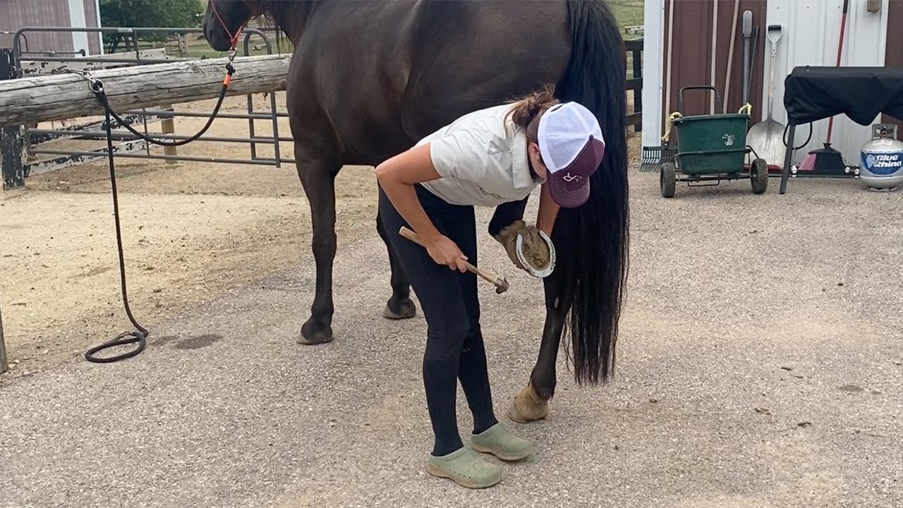 Horse Pulls Foot Away From Farrier!