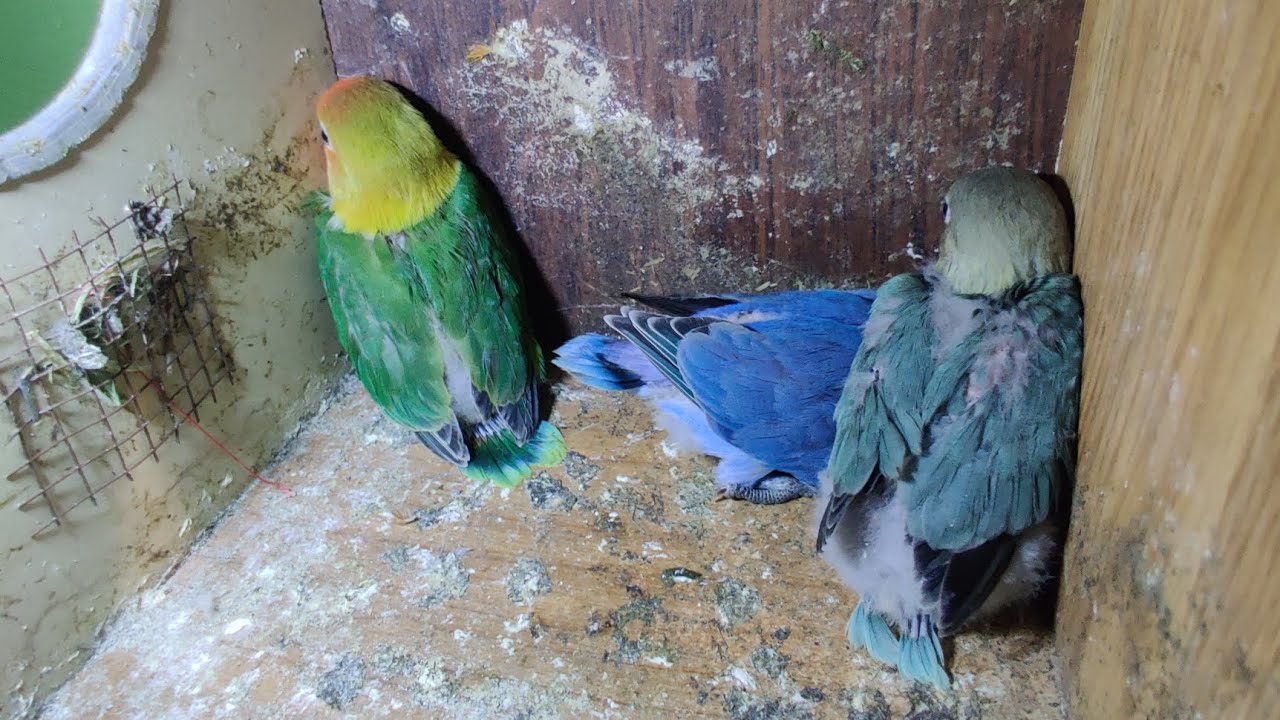Day 69🦜5th RAMADAN😍 box clean 😊#birds #lovebirds #minivlog #foryou 