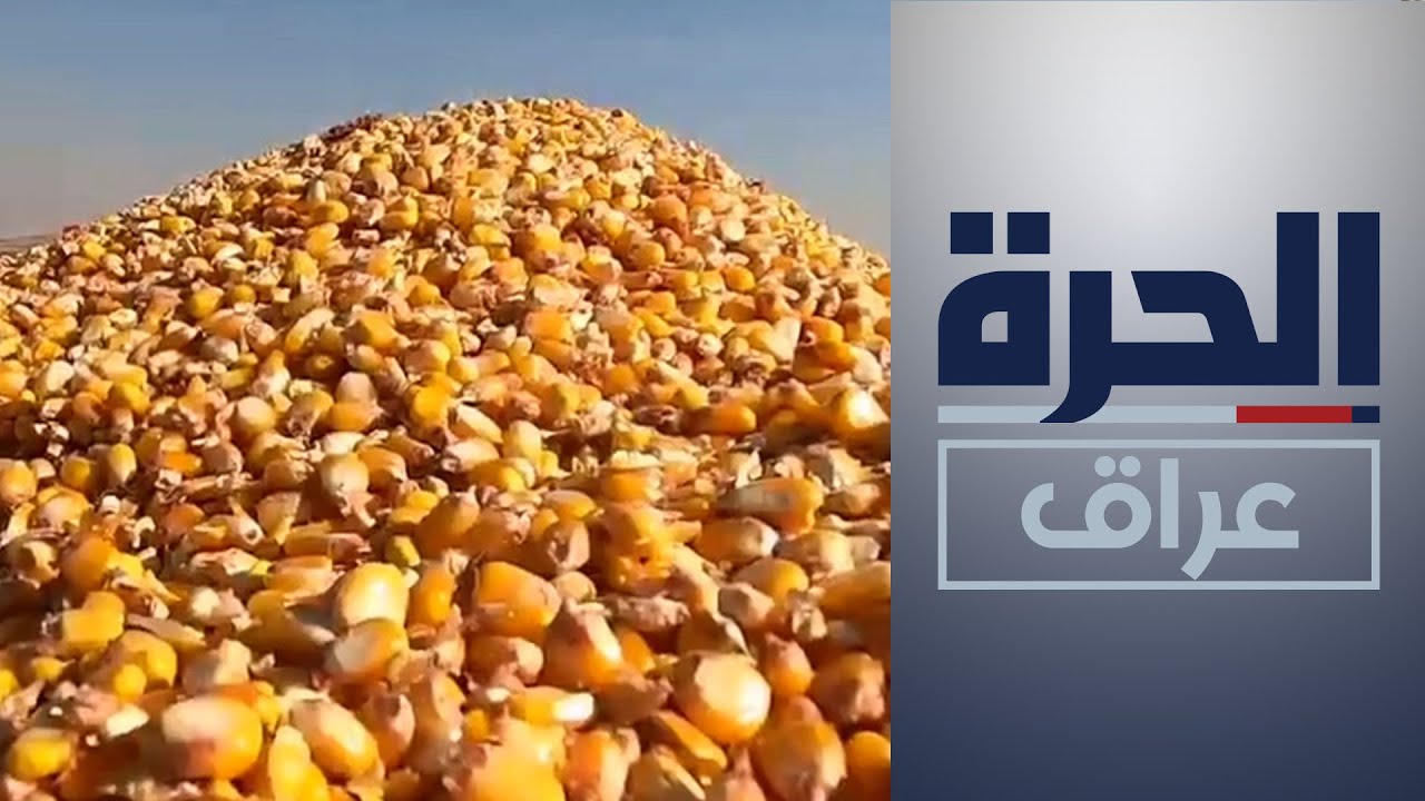 رغم الجفاف والتصحر محصول وفير للذرة في نينوى