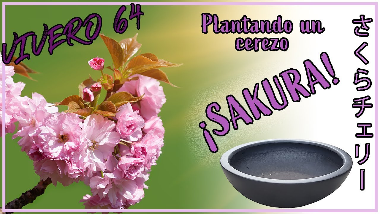 PLANTANDO UN CEREZO SAKURA