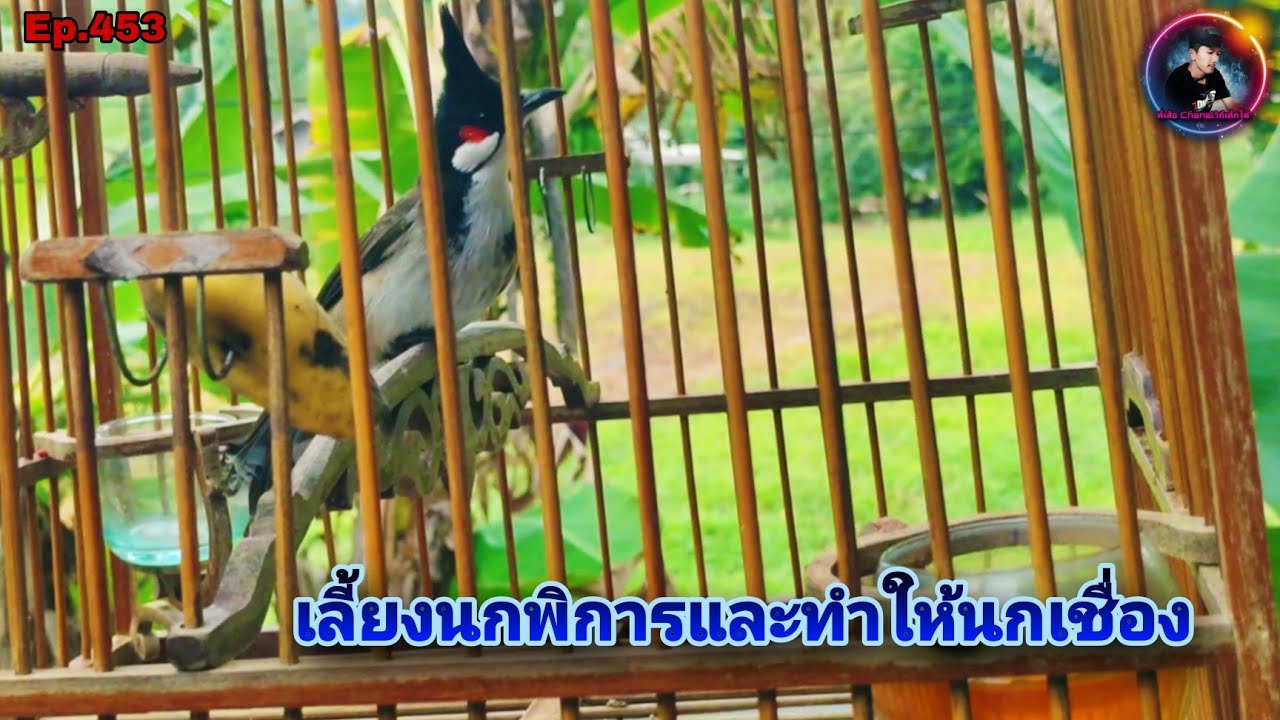 การเลี้ยงนกขาพิการให้กลับมาเล่นร้องใกล้เคียงนกปกติและการเลี้ยงให้นกเชื่อง(Red-whiskered Bulbul)