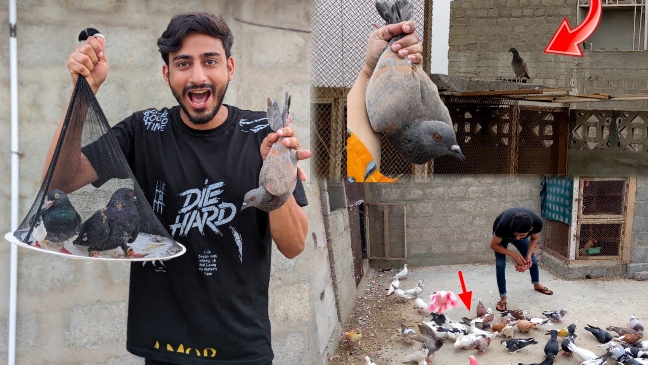 Ak Lala Band kabootar pakda Liya 🥳 aur 2 kabootar new lay ay 😍 #farming #bache #chicken 