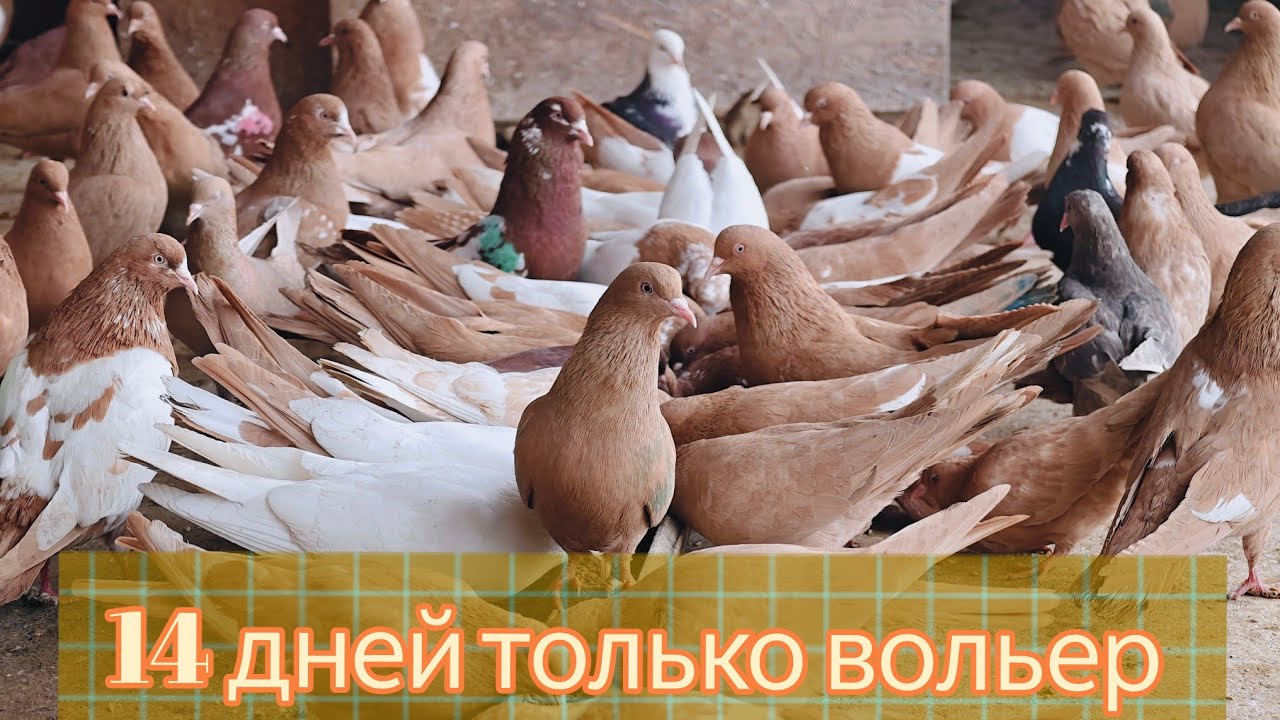 Голуби после 14 дней вольера