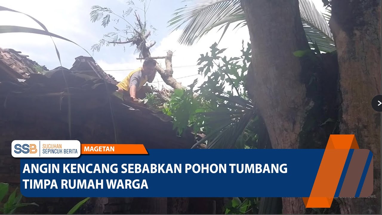 MAGETAN - Angin Kencang Sebabkan Pohon Tumbang Timpa Rumah Warga