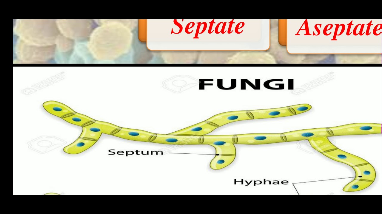 Fungi - Habitat and Thallus organization