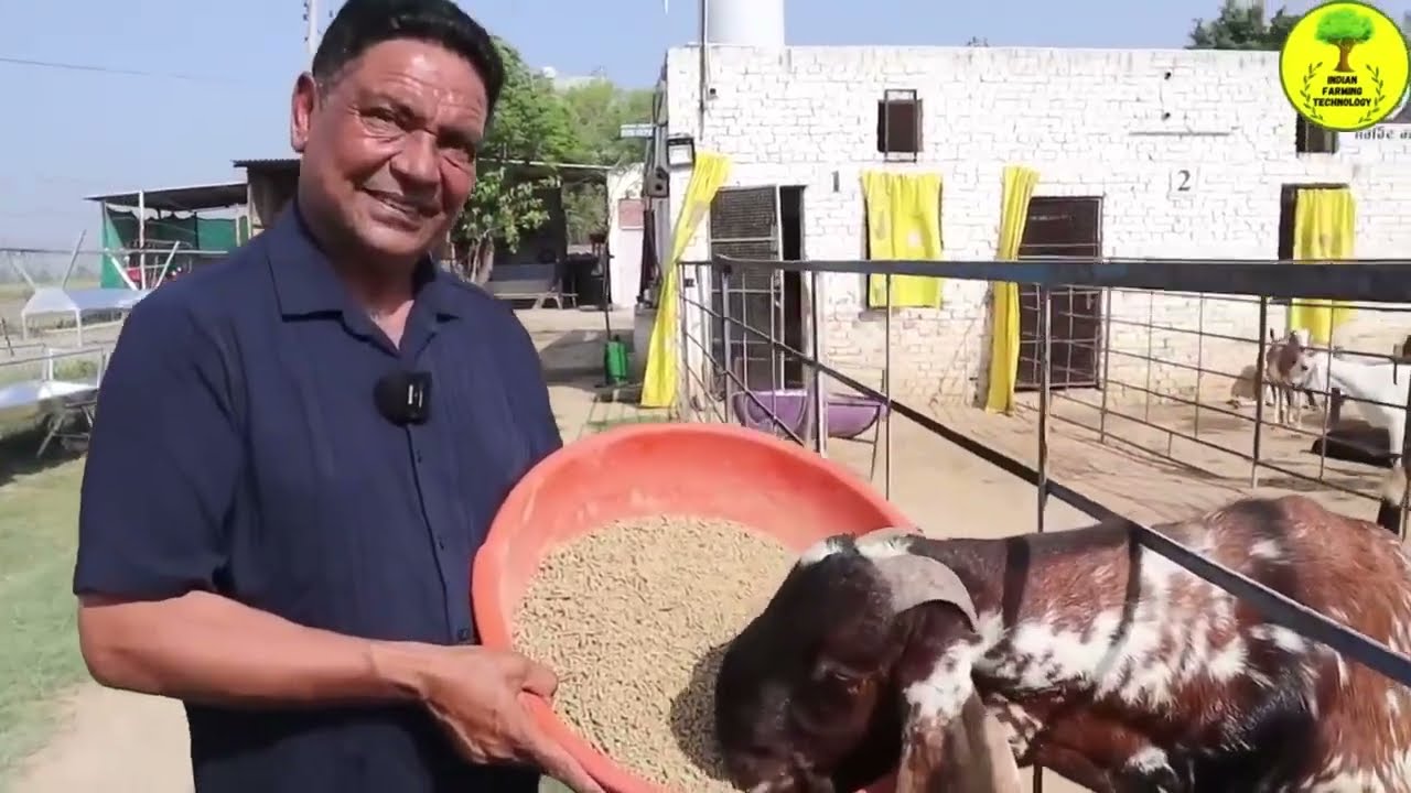 🐐 Amazing Goat Feeding & Care Tips | Raise Healthy Goats Fast!” ✅ #goat  #animals 🐑