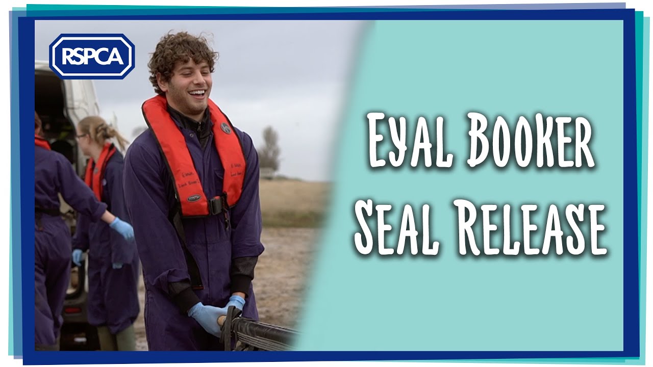 Eyal Booker releases rehabilitated seals!