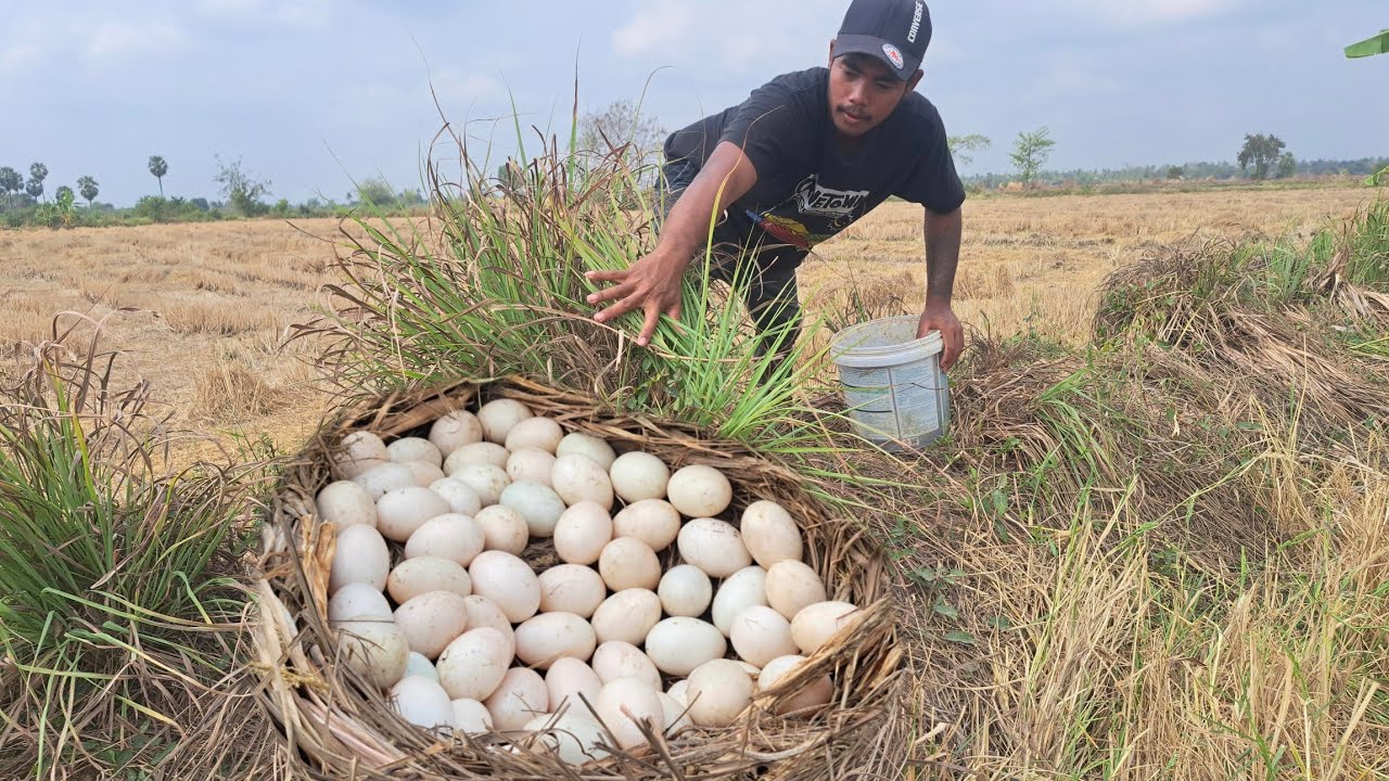 wow amazing fishing! a farmer pick a lot of duck eggs under grass at field by hand