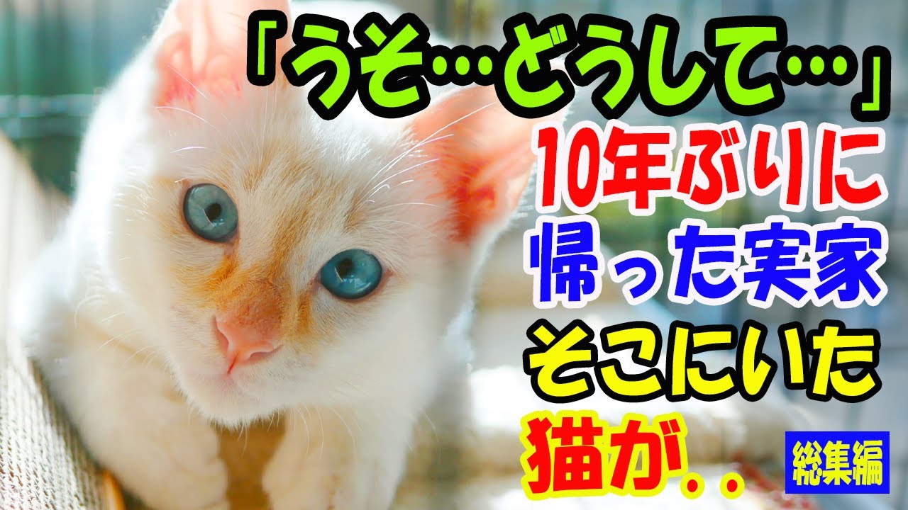 「うそ…どうして…」10年間帰っていなかった実家に帰ることに。そこにいた猫を見て仰天! 【猫の不思議な話】【総集編】
