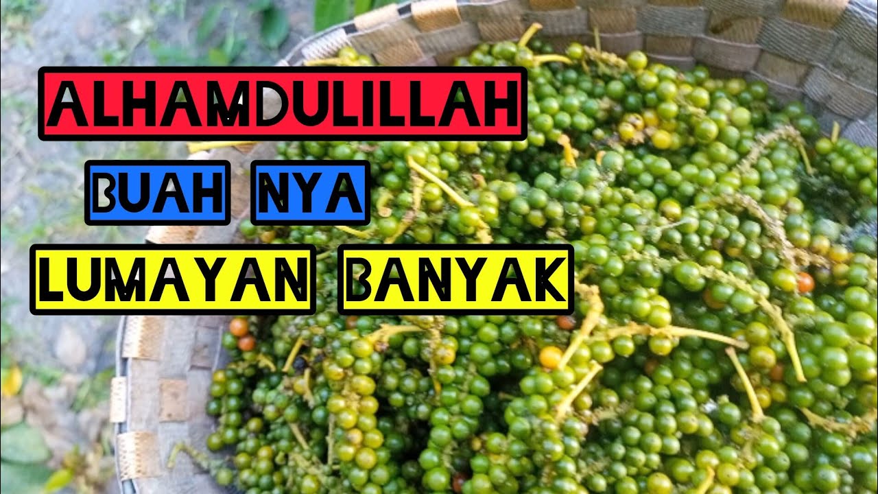 Pemetikan Lada/Sahang|| BANGKA BELITUNG