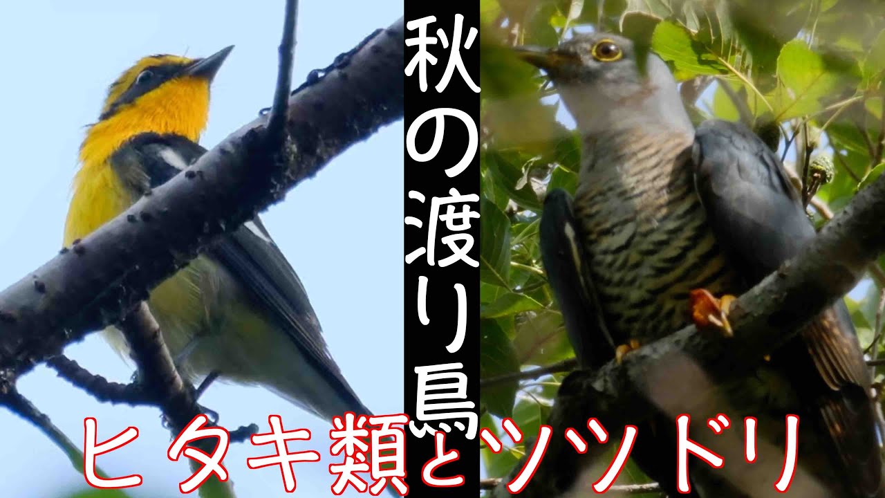 10月2日 渡りの野鳥季節 水元公園探鳥