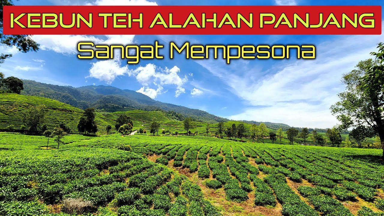 KEBUN TEH Danau Kembar | Solok