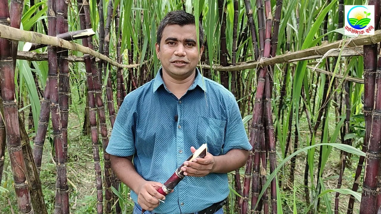 অসম্ভব রসালো, মিষ্টি ও সফট ফিলিপাইনের কালো আখ চাষে সফল কৃষক হারিছ চৌধুরি। বিঘায় আয় 2-3 লক্ষ টাকা ।