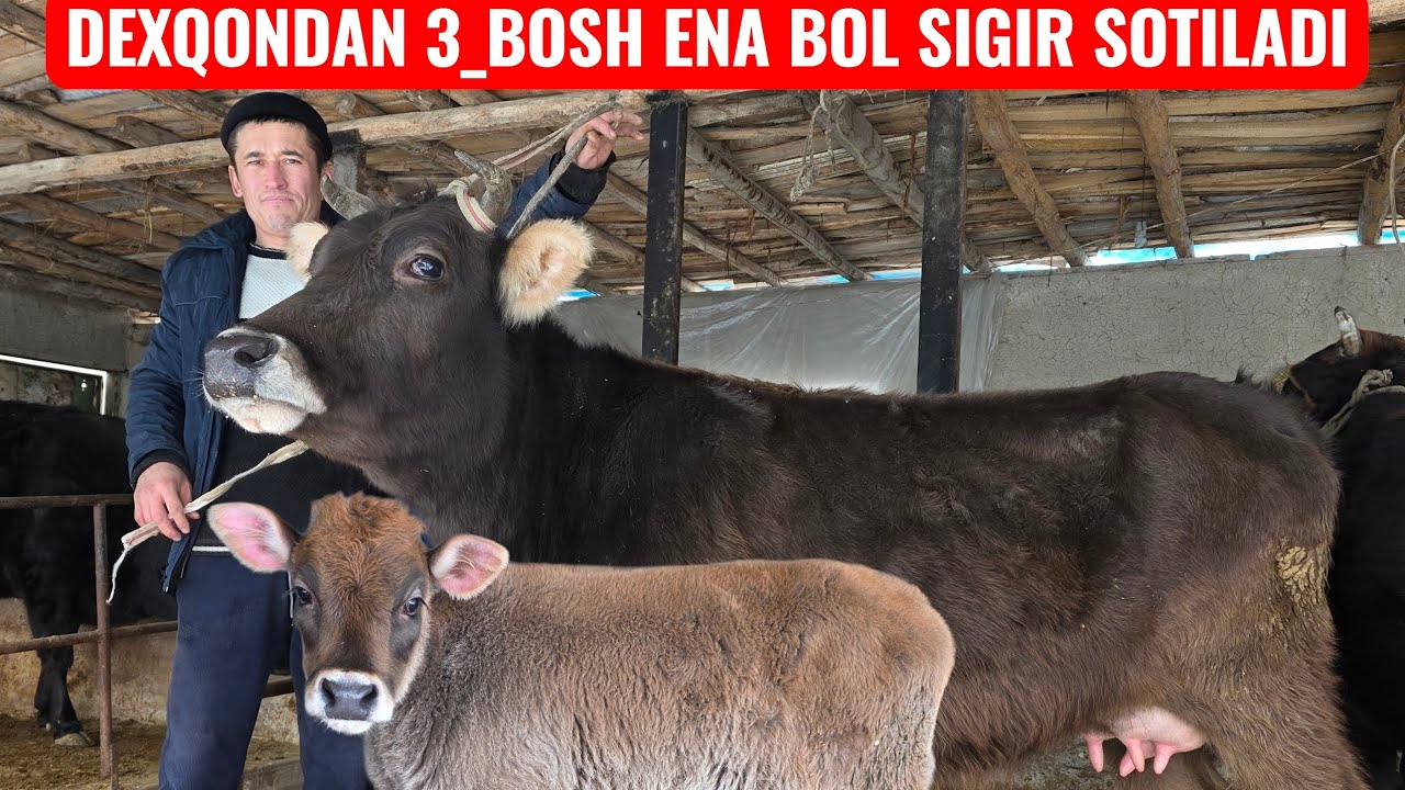 DEXQONDAN 3_BOSH ENA BOLA PULI YENGIL J SIZ IZLAGAN NARXDA 👍🔥🔥