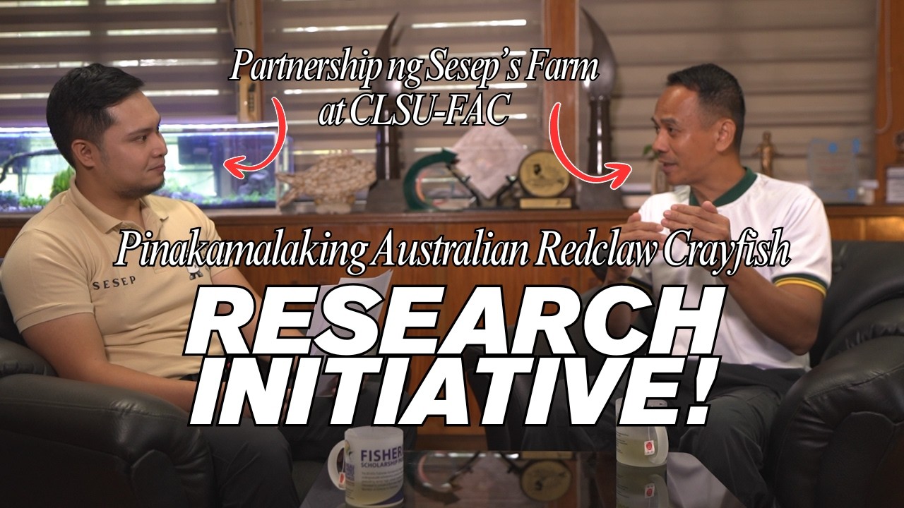 PINAKA MALAKING REDCLAW CRAYFISH RESEARCH INITIATIVE SA PILIPINAS! SESEP'S FARM X CLSU - FAC PART 1
