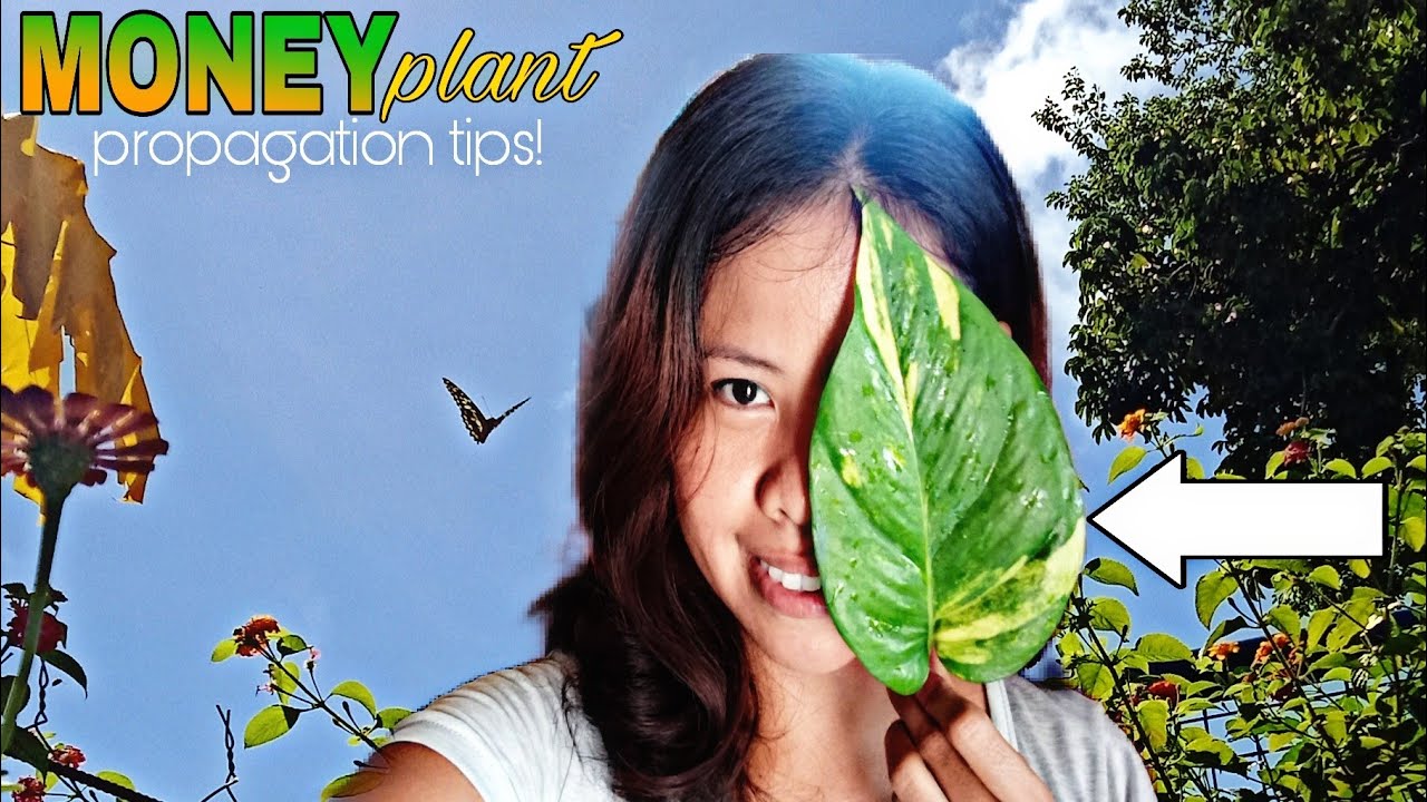 💚The fastest way to PROPAGATE your GOLDEN POTHOS plant&bull;Simple Guide & Tips