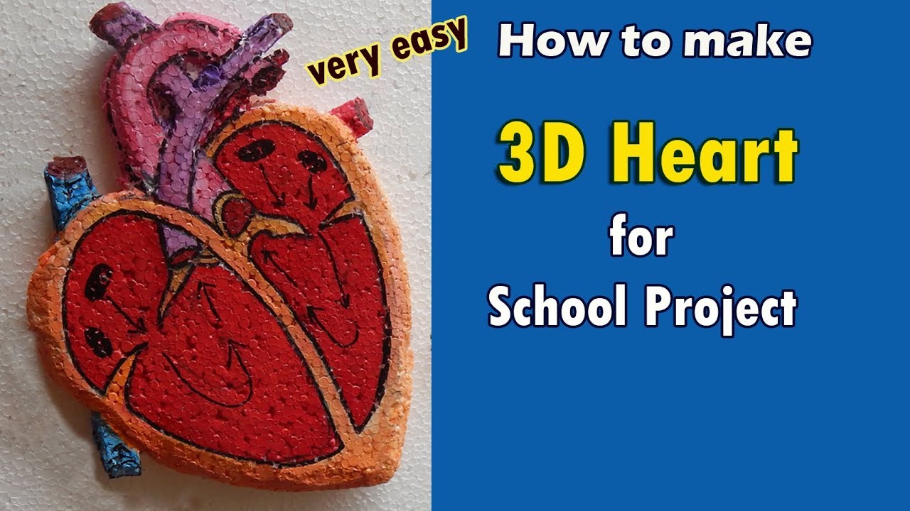 3d Model of Human Heart - School Project - Science Project - Creo Artway