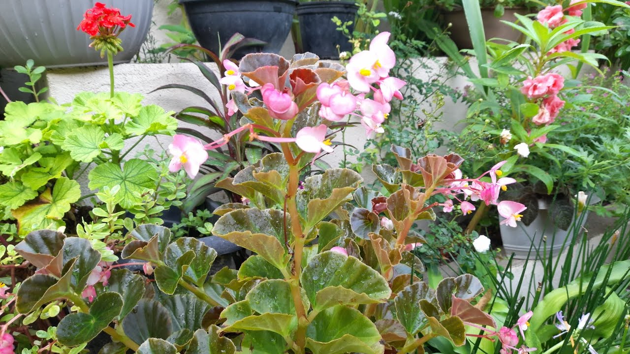 A CHUVA💦 QUEBROU MINHAS PLANTAS/ MTO VENTO LINDAS FLORES #1k #chuva #plantas  