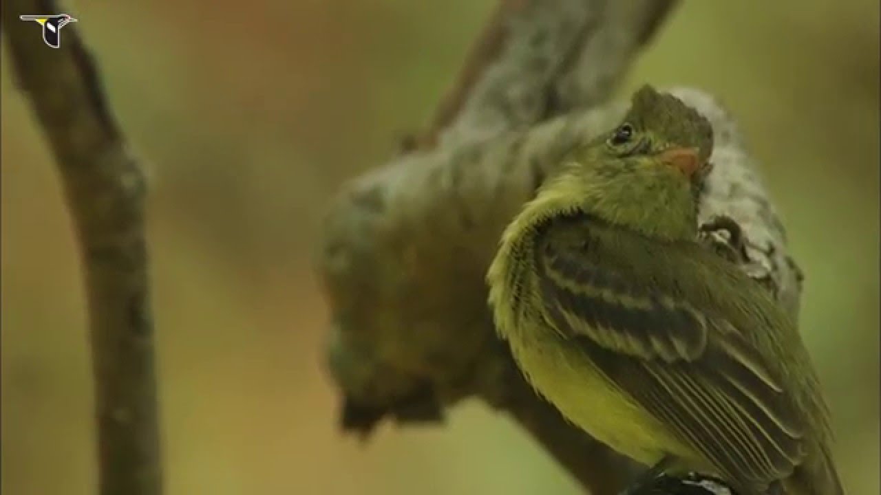 A Cordilleran Flycatcher on the lookout for insects