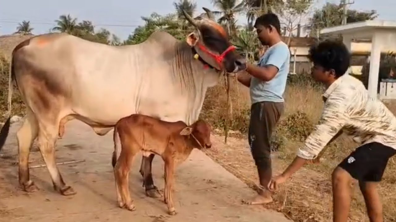 59 సైజులో ఉన్న భారీ సైజు ఒంగోలు ఆవు పెయ్య దూడతో అమ్మకానికి ఉంది | Ongole cow for sale with calf 