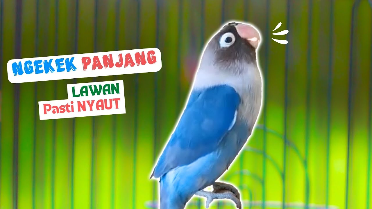 PANCINGAN LOVEBIRD Ngekek Panjang PALING AMPUH, LB Bahan Cepat GACOR Ngetik Mantab Ngekek Panjang