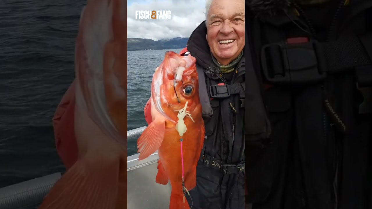 Horst's Fischkiste - Das beste Rig f&uuml;r gro&szlig;e Rotbarsche #shorts