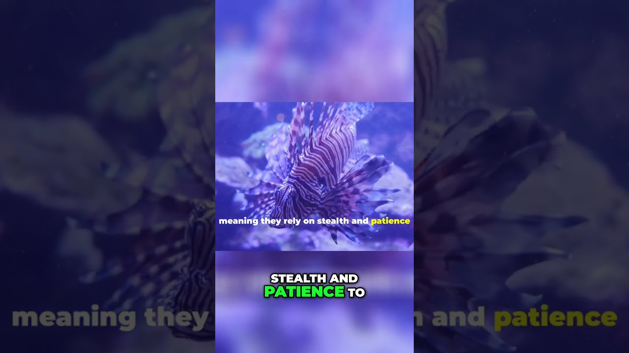 The Amazing Hunting Skills of Lionfish Revealed