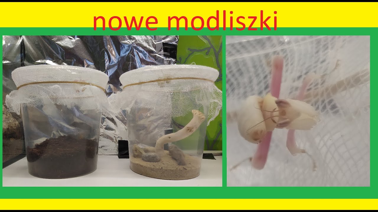 39. Niespodzianka od mamy nowe modliszki.
