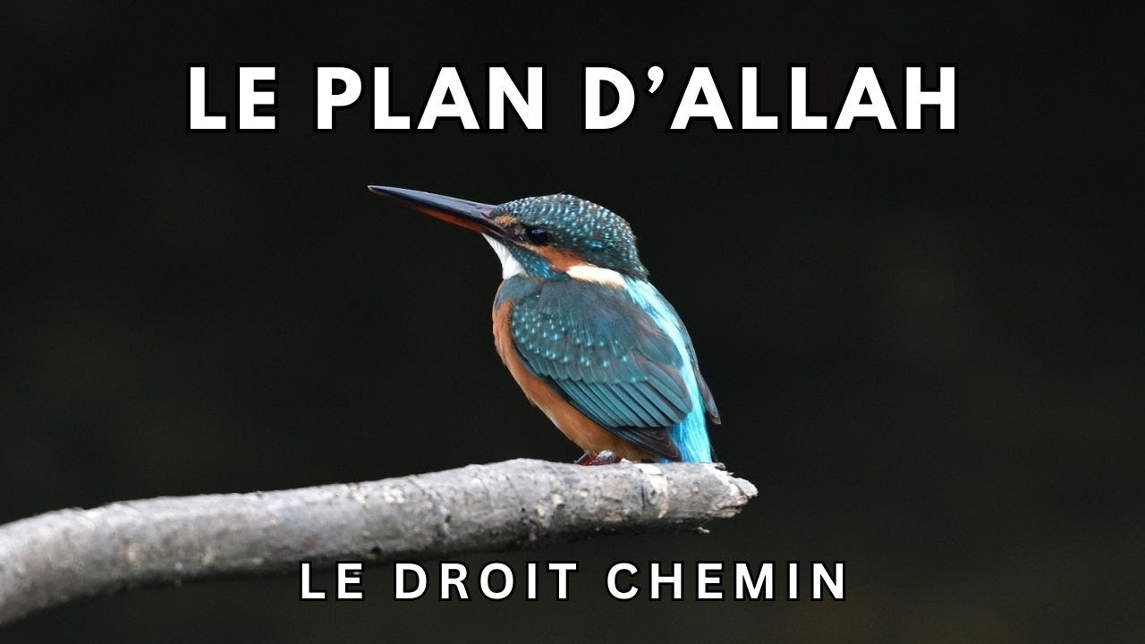 Le plan d'Allah - (LeDroitChemin)