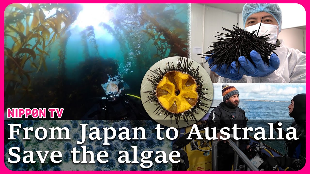 Japan's sea urchin tech rescues Tasmania's ocean forests