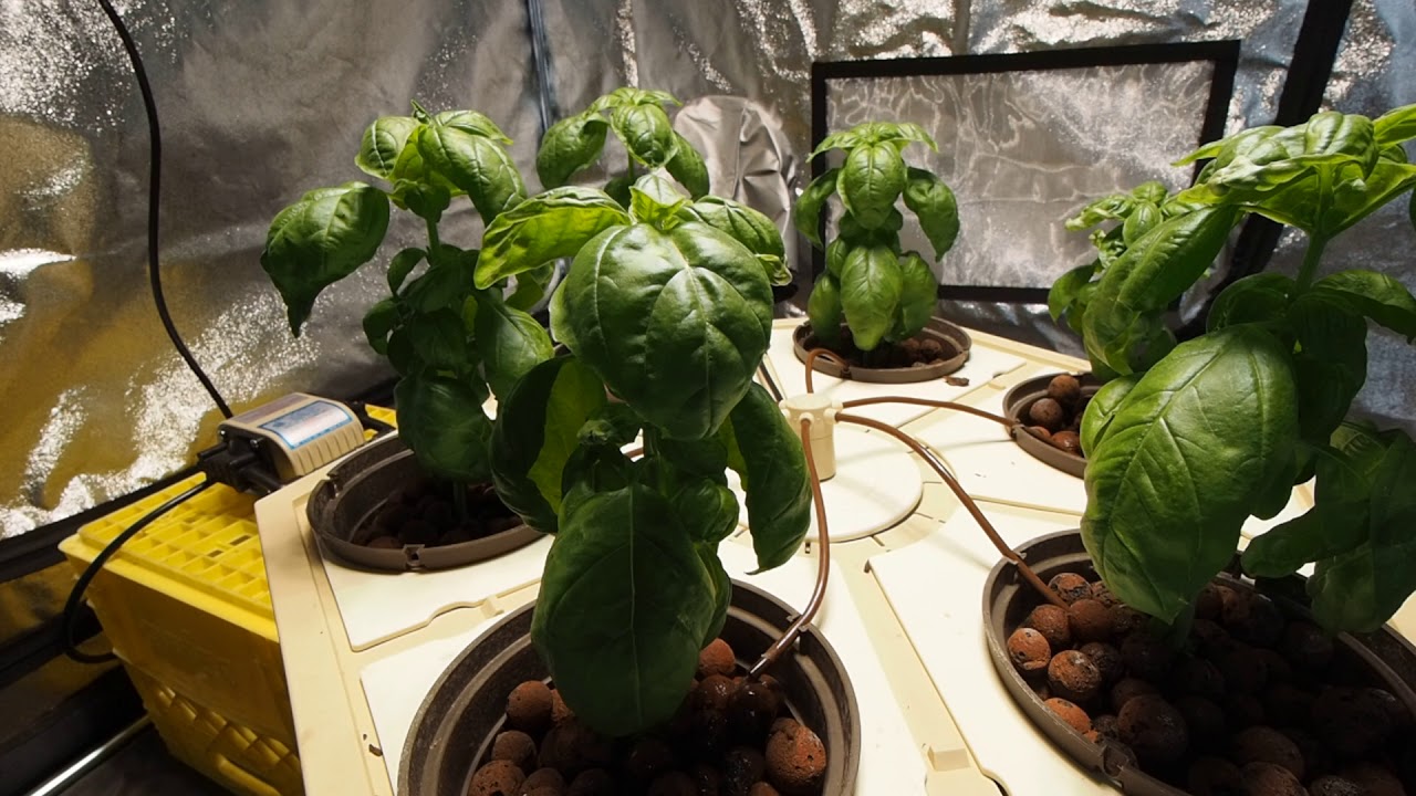 General Hydroponics EcoGrower - Basil
