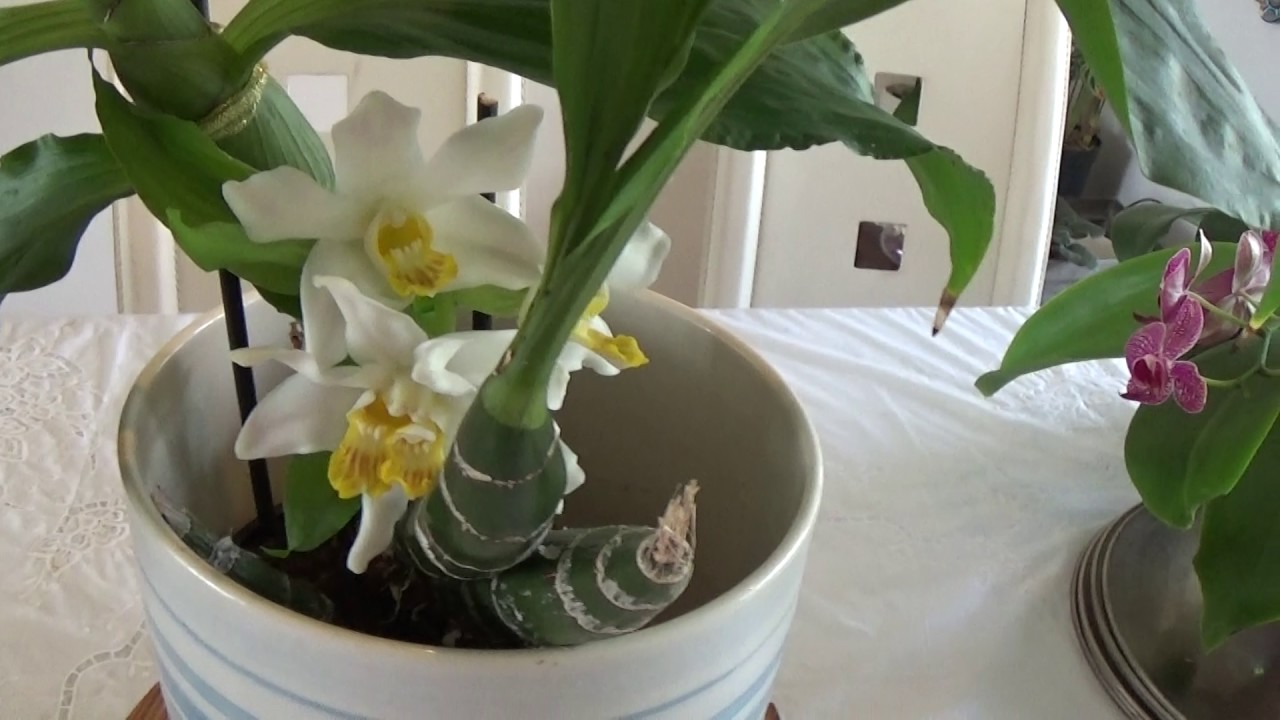 Chysis bractescens